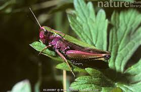 Attēlu rezultāti vaicājumam “Omocestus viridulus”