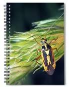 Attēlu rezultāti vaicājumam “Stenotus binotatus”