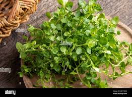 Attēlu rezultāti vaicājumam “Stellaria longifolia leaf”