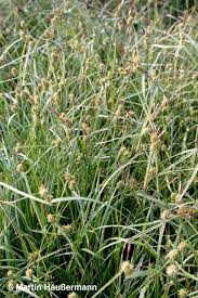 Attēlu rezultāti vaicājumam “Carex flava”