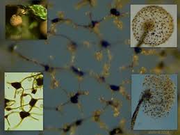 Attēlu rezultāti vaicājumam “Cribraria tenella”