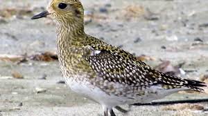 Attēlu rezultāti vaicājumam “Pluvialis apricaria adult”