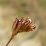Attēlu rezultāti vaicājumam “Juncus bufonius fruit”