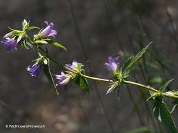 Attēlu rezultāti vaicājumam “Campanula trachelium flower”