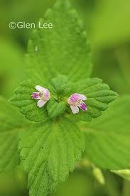 Attēlu rezultāti vaicājumam “Galeopsis tetrahit”
