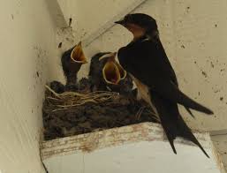 Attēlu rezultāti vaicājumam “Hirundo rustica nest”