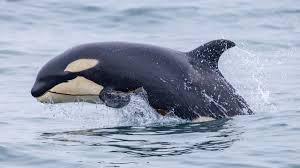 Image result for Orcinus orca