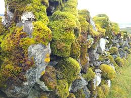 Attēlu rezultāti vaicājumam “moss”