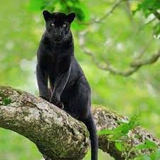 Afbeeldingsresultaat voor panters