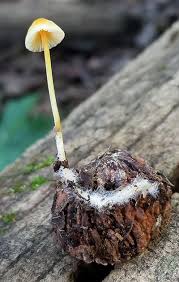 Attēlu rezultāti vaicājumam “Mycena”