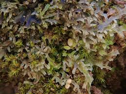 Attēlu rezultāti vaicājumam “Riccardia chamaedryfolia”