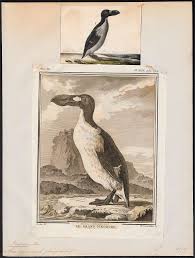 Image result for Pinguinus impennis