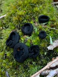 Attēlu rezultāti vaicājumam “Pseudoplectania nigrella”