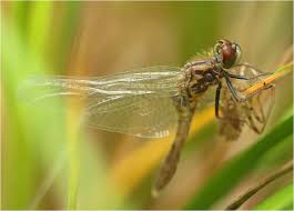 Attēlu rezultāti vaicājumam “Leucorrhinia caudalis male”