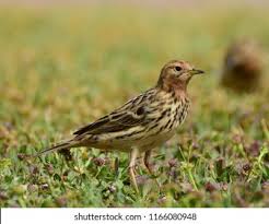 Image result for Anthus cervinus