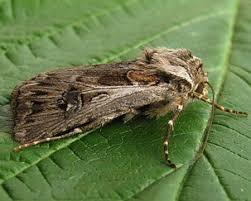 Attēlu rezultāti vaicājumam “Agrotis vestigialis”