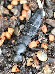 Billedresultat for rovbille