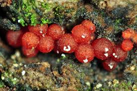 Attēlu rezultāti vaicājumam “Nectria sp., Neonectria sp.”