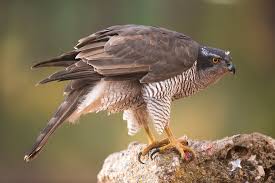 Attēlu rezultāti vaicājumam “Accipiter gentilis”