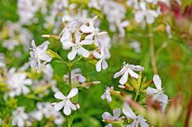 Attēlu rezultāti vaicājumam “Saponaria officinalis flower”