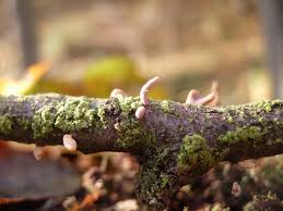 Attēlu rezultāti vaicājumam “Macrotyphula fistulosa var. contorta”