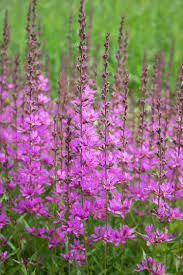 Image result for Blutweiderich