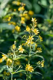 Attēlu rezultāti vaicājumam “Lysimachia vulgaris flower”