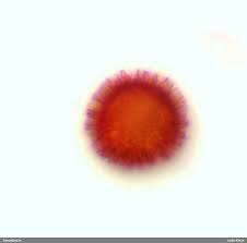 Attēlu rezultāti vaicājumam “Lycogala succineum macro”