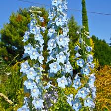 Image result for Rittersporn