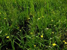 Attēlu rezultāti vaicājumam “Ranunculus lingua leaf”