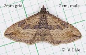 Attēlu rezultāti vaicājumam “Colostygia pectinataria male”