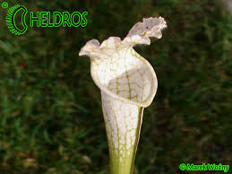 Attēlu rezultāti vaicājumam “Leucogyrophana sororia”