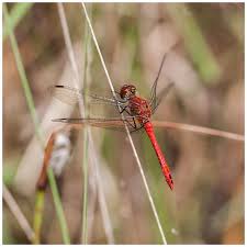 Attēlu rezultāti vaicājumam “Sympetrum sanguineum male”