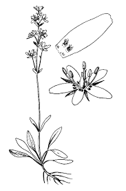 Attēlu rezultāti vaicājumam “Swertia perennis flower”