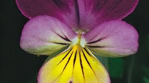 Attēlu rezultāti vaicājumam “Viola odorata flower”