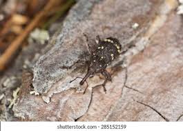 Attēlu rezultāti vaicājumam “Pissodes piniphilus”