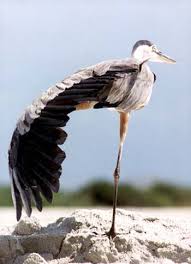 Image result for heron