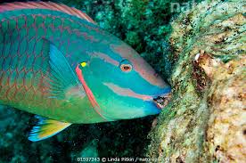 Image result for Sparisoma viride