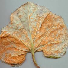 Attēlu rezultāti vaicājumam “Coleosporium sp.”