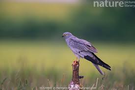 Attēlu rezultāti vaicājumam “Circus pygargus”