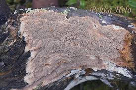 Attēlu rezultāti vaicājumam “Asterodon ferruginosus”