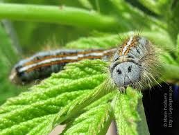 Attēlu rezultāti vaicājumam “Malacosoma neustria larva”
