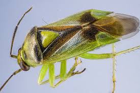 Attēlu rezultāti vaicājumam “Orthops campestris”