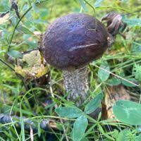 Attēlu rezultāti vaicājumam “Leccinum melaneum”