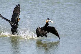 Image result for Phalacrocorax auritus