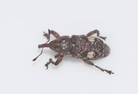 Attēlu rezultāti vaicājumam “Pissodes piniphilus”