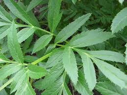 Attēlu rezultāti vaicājumam “Angelica archangelica leaf”