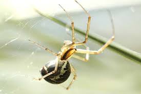 Attēlu rezultāti vaicājumam “Linyphiidae”