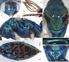 Attēlu rezultāti vaicājumam “Eriocraniidae”