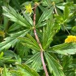Attēlu rezultāti vaicājumam “Potentilla erecta leaf”